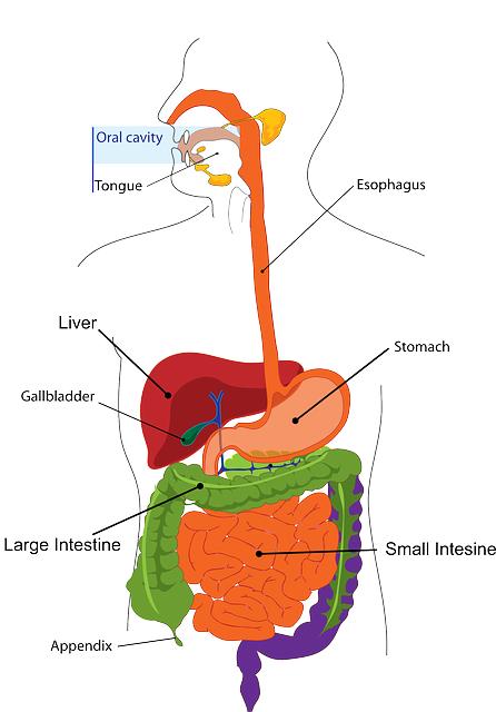 Typy operací žlučníku