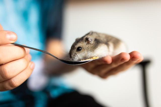 Proč mají křečci žluté zuby: Zajímavosti