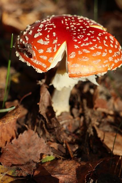 Rizika spojená s bílými fazetami